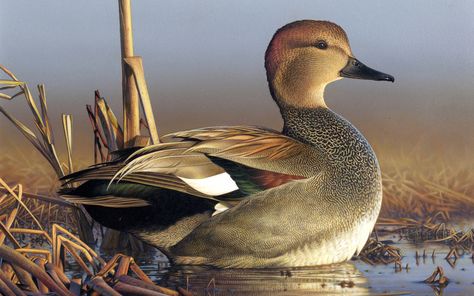 James Hauptmann, Gadwall Waterfowl Taxidermy, Duck Hunting Boat, Waterfowl Art, Duck Species, Duck Stamp, Duck Pictures, Duck Art, Wood Duck, Wildlife Prints