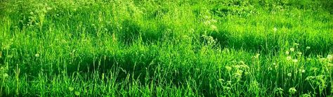 Grass Banner Discord, Grass Header, Grass Background, Header Pictures, Twitter Headers, Ornamental Grasses, Green Grass, Twitter Header, Banners