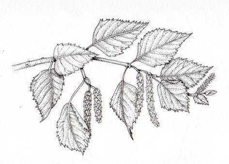 Birch Tree Leaves, Birch Tree Tattoos, Leaf Coloring Page, Betula Pendula, Greenfinch, Insect Species, Tree Support, Landscaping Trees, Best Charcoal