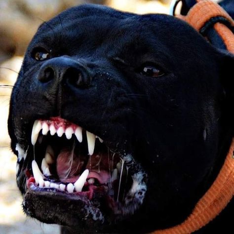 Teeth Aesthetic, Aesthetic Blog, Dangerous Dogs, Bad Dog, Water Dog, Staffordshire Bull Terrier, Dog Teeth, Sleeping Dogs, Dog Sledding