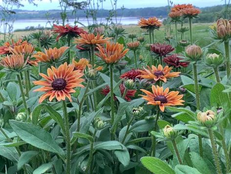 Rudbeckia Sahara, 2023 Ideas, Pollinator Plants, Flower Farmer, Cut Flower Garden, Landscape Designs, Pollinator Garden, Brown Flowers, Unique Characteristics