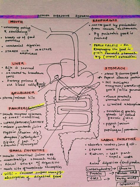 Gaseous Exchange Notes Grade 11, Human Digestive System Notes, Biology Hacks, Cell Biology Notes, Biology Drawing, Hesi A2, Biology Diagrams, Human Body Projects, Science Diagrams