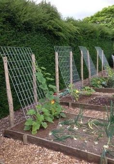 Plantarea Legumelor, Beginners Landscaping, Small Vegetable Gardens, Vegetable Garden For Beginners, Diy Raised Garden, Plants Growing, Backyard Vegetable Gardens, Walled Garden, Veg Garden