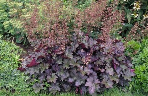 Barbara Wagner, Erie County Master Gardener Natural Plant Food, Coral Bells Heuchera, Coral Bells, Crape Myrtle, Plant Guide, Master Gardener, Garden Photos, Foliage Plants, Flowers Perennials