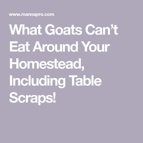 What Goats Can’t Eat Around Your Homestead, Including Table Scraps! Wild Parsnip, Red Oak Tree, Pet Goat, Liver Issues, Identify Plant, Goat Farming, Parsnips, Citrus Fruit, Cool Plants