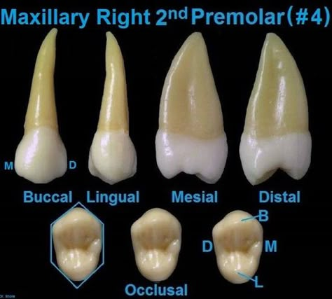 Dentaltown - Dental Anatomy and Tooth Morphology. Dental Anatomy Maxillary Right 2nd Premolar (#4) Dental Morphology, Tooth Morphology, Anatomy Dental, Tooth Anatomy, Dental Assistant Study, Teeth Anatomy, Dental Hygiene Student, Dental Decay, Dental Anatomy