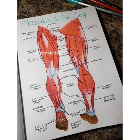 Leg Muscles | Anatomy | Study | motivation | studying | study desk | stationary | studyblr | notes | laptop | books | school | #nursingschool #medicalschool Muscle Tissue Anatomy, Muscles Of The Leg, Leg Muscles Anatomy, Desk Stationary, Studyblr Notes, Muscles Anatomy, Medical Assistant Student, Medical Life, Medical Illustrations