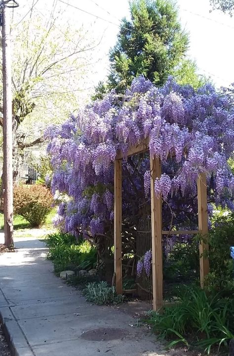 Wisteria Trellis Pergolas, Front Yard Landscaping Cottage, Wisteria Support, Wisteria Ideas, Fall Coffee Table Decor Tray, Backyard Breakfast, Wisteria Arch, Maryland Garden, Fall Room Inspiration