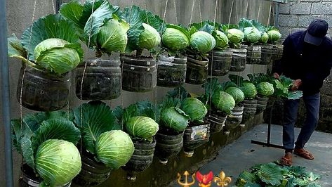 Cabbage Garden, Growing Cabbage, Plantarea Legumelor, Vertical Vegetable Gardens, Growing Vegetables In Pots, Small Vegetable Gardens, Garden Growing, Vegetable Garden Diy, Grow Vegetables