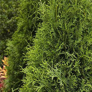 10 Evergreen Shrubs for Privacy (Zone: 3 – 7) | Grow Beautifully Danica Arborvitae, Shrubs For Privacy, Low Growing Shrubs, Tall Shrubs, Italian Cypress, Monrovia Plants, Thuja Occidentalis, Evergreen Hedge, Zone 7