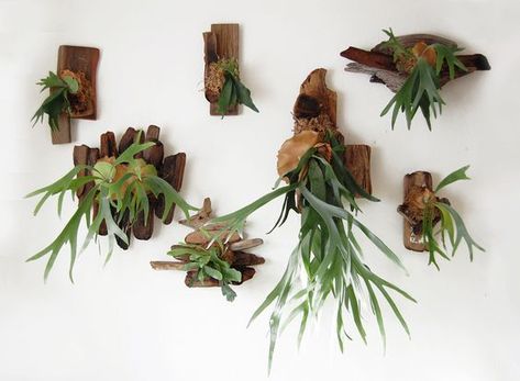 Staghorn Fern Care, Staghorn Fern Mount, Platycerium Bifurcatum, Plant Workshop, Ferns Care, Flora Grubb, Staghorn Fern, Plants Growing, Shade Garden