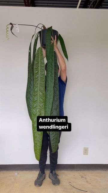 Anthurium Wendlingeri, Pendant Grow Light, Anthurium Pallidiflorum, Reverse Cross, Anthurium Plant, Plant Goals, Weird Plants, Plant Fungus, Inside Plants