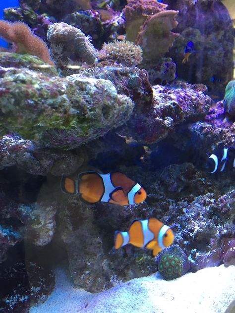 Nemo Fish Tank, Nemo Aesthetic, Nemo Fish, Fish Aesthetic, Asking To Prom, Pet Fish, Finding Nemo, Cute Aesthetic, Marine Life