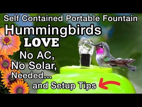 (2724) Hummingbird FOUNTAIN Bowl Attracts Hummingbirds NO Sun Solar AC Needed EASY PORTABLE Birdbath Garden - YouTube Diy Hummingbird Bath, Hummingbird Bath, Hummingbird Fountain, Birdbath Garden, Solar Ac, Bird Fountain, Sun Solar, Diy Fountain, Bird Bath Garden