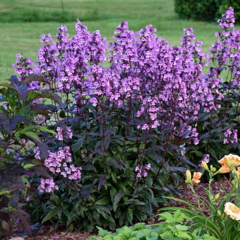 Proven Winners Perennials, Texas Native Plants, Midnight Masquerade, Best Perennials, Proven Winners, Purple Garden, How To Attract Hummingbirds, Garden Pests, Backyard Birds