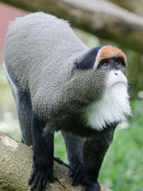 This is the De Brazza’s monkey! ( Cercopithecus neglectus) Native to a wide range in Central Africa's riverine forests and wetlands. Capable swimmers and referred to as swamp monkeys, they settle within one mile (1.6km) of water sources. Quiet and shy, they primarily communicate via visual and scent cues in dense forests to escape prying eyes. Threatened by deforestation, hunting, and the wildlife trade. They are listed as Least Concern. Read their story! African Monkey, Monkey Types, Monkey Species, Elephant Shrew, Law Of The Jungle, Houston Zoo, Central Africa, Cute Monkey, Little Monkeys