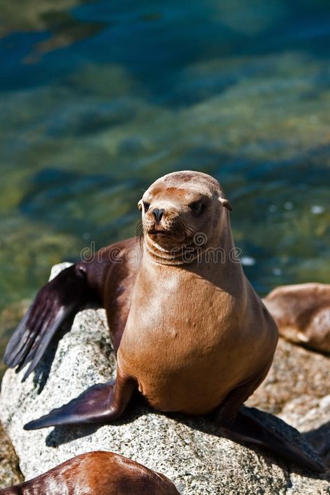 California sea lion in sun. A California sea lion basks in the afternoon sun in #Sponsored , #ad, #Paid, #sea, #afternoon, #basks, #California Image Cool, Afternoon Sun, Beautiful Journals, Cool Books, Sea Lion, Lined Notebook, How To Make Notes, Lion, Stock Images