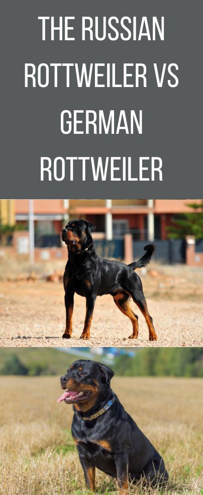 The differences between Russian Rottweiler vs German Rottweiler is a topic dog owners want to know what makes these two different. The Rottweiler is generally a much-loved dog ranking in the top 10 most popular purebred dogs in America today. Roman Rottweiler, German Rottweiler, Guard Dog Breeds, Rottweiler Breed, Rottweiler Love, Rottweiler Mix, Purebred Dogs, Rottweiler Dog, Police Dogs