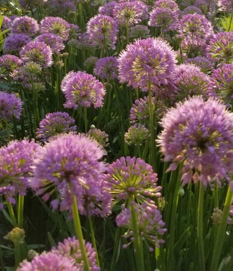 Ornamental Onion - July Plant of the Month - Grimm's Gardens Ornamental Onion, Part Shade Plants, Wild Onions, Growing Onions, Pollinator Plants, Planting Onions, Meadow Garden, Border Plants, Light Pink Flowers