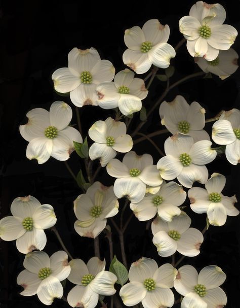 dogwood branches Dogwood Blossoms Drawing, Dogwood Branch Drawing, Dogwood Illustration, Dogwood Quilt, Dogwood Botanical Illustration, Cornus Florida, Flowers At Wedding, Dogwood Branch, Dogwood Blooms