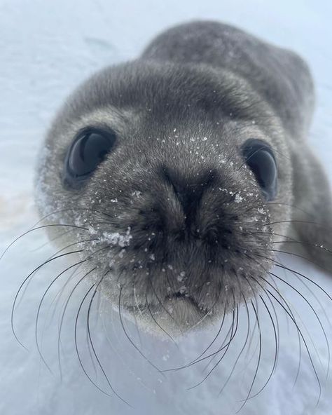 Antarctic Fur Seal, Cute Seal Aesthetic, Antarctic Aesthetic, Seals Aesthetic, Antarctica Aesthetic, Seal Aesthetic, Antarctica Animals, Ice Animals, Seals Cute