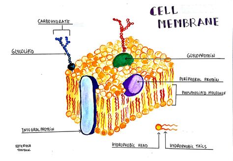 Cell membrane, plasma membrane, phospholipid bi layer, integral proteins. Kateryna Tonyuk Cell Membrane Drawing, Cell Membrane Activity, Lipid Bilayer, Alien Environment, Plant Cell Diagram, Color Wheel Worksheet, Cell Membrane Structure, Animal Cell Project, Cell Diagram