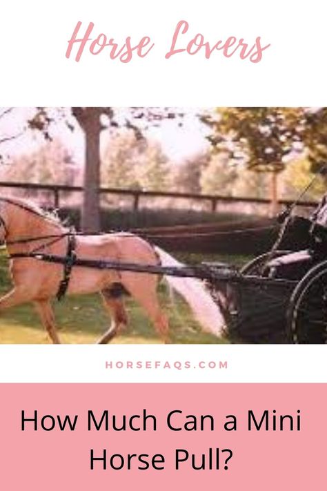 Miniature Horse Driving, Mini Horse Cart, Driving Horses, Horse Wagon, Mini Horses, Horse Food, Mini Donkey, Horse Cart, Race Photography