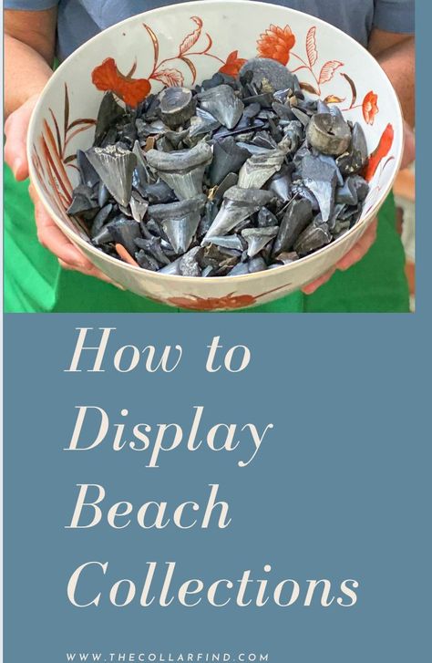 Sharks Tooth Display, Shark Teeth Collection Display, Display Shark Teeth, Shark Tooth Collection Display, Displaying Rocks From Vacation, Sharks Teeth Display, Seashell Storage Ideas, How To Display Shark Teeth, Shark Tooth Display Ideas