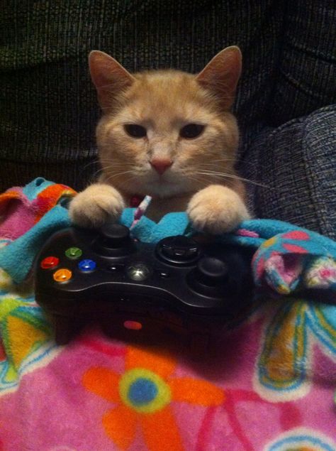 milkey playing video games!!!!!! Cat Playing Video Games Drawing, Animal Playing Video Games, Cat Playing Video Games, Cat Mem, Gamer Cat, Meme Cat, Silly Cats Pictures, Kitty Games, Cute Jokes