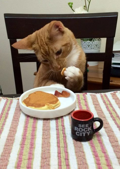 Cat eating pancakes Cat Eating, Eating Food, Funny Cat Pictures, Funny Cat Videos, Cats Meow, Funny Animal Pictures, Animal Memes, 귀여운 동물, Cute Funny Animals