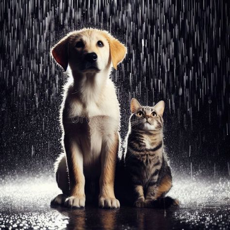 A cat and a dog sit together and wait in the rain. stock photo Photo Rain, Rain Illustration, Man And Dog, Dog Illustration, Dog And Cat, Dog Sitting, In The Rain, The Rain, A Cat