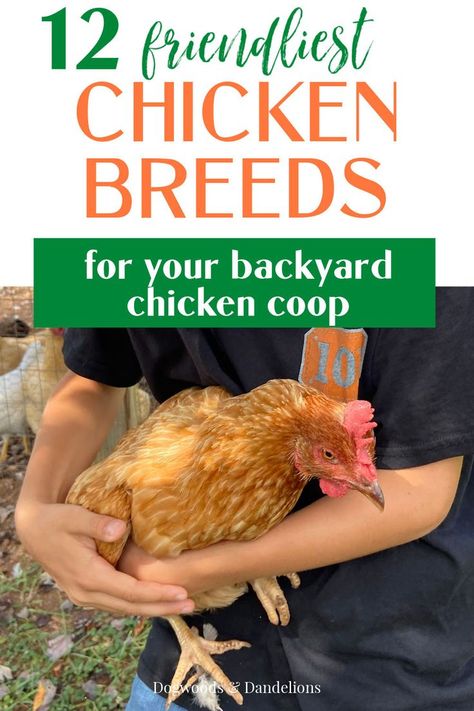 Kinds Of Chickens Hens, Different Kinds Of Chickens, Best Backyard Chicken Breeds, Friendly Chicken Breeds, Kinds Of Chickens, Small Chicken Breeds, Chicken Breeds Chart, Chicken Breeds For Eggs, Best Chicken Breeds