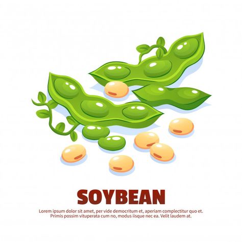 Soybean composition for template label p... | Free Vector #Freepik #freevector #food Grean Beans, Food Abstract, Black Turtle Beans, Packaging Snack, Farmer Market, Soy Recipes, Food Infographic, Food Banner, Soya Bean