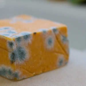 When It Is and Is NOT OK to Eat Moldy Food | You probably toss any foods with even the tiniest speck of mold, but you can spare your garbage can the extra filling by eating some of those moldy foods instead. Moldy Food, Moldy Cheese, Sick Food, Gross Food, Food Mold, Food Scientist, Kinds Of Cheese, Retro Recipes, Food Facts