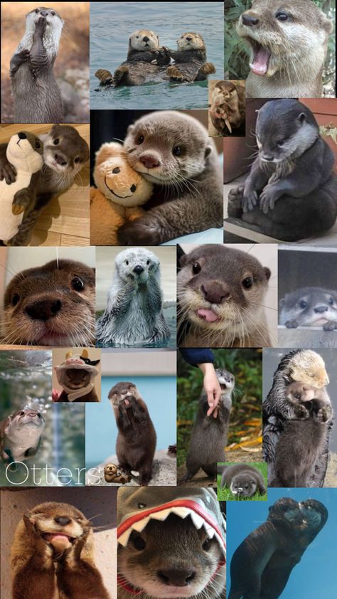 Otter wallpaper! #otters #animals #adorable #cute #nature #wallpaper #babyotters #sea Baby Sea Otters, Otter Art, Animals Adorable, Otters Cute, Baby Otters, Cute Nature, Cute Disney Drawings, River Otter, Sea Otter