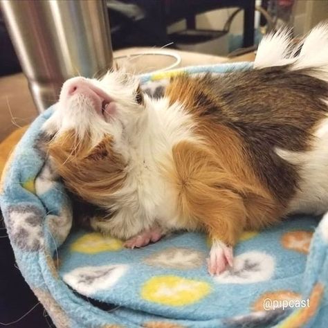 Guinea Pig Diy, Guinea Pigs Funny, Baby Guinea Pigs, Pet Guinea Pigs, Morning Mood, Guinea Pig Care, Cute Guinea Pigs, Guinea Pig Cage, Cute Piggies