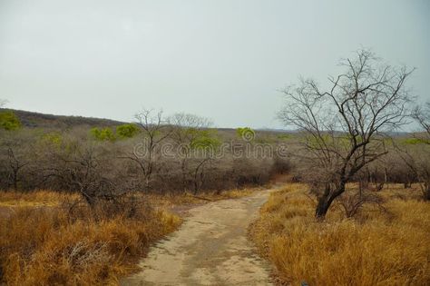 Forest trail in a dry-deciduous forest of Rajasthan, India royalty free stock images Dry Forest, Deciduous Forest, Vector House, Forest Trail, Rajasthan India, Natural World, Stock Images Free, Royalty, Royalty Free