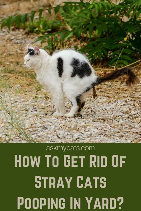 Are you tired of stray cat pooping in your yard? Find out How To Get Rid Of Stray Cats Pooping In Yard? #knowyourcat #straycat #poopingcat #catpoop Cat Repellant Outdoor, Cat Pooping, Cat Deterrent Spray, Cat Deterrent, Cat Repellant, Cat Proofing, Dog Yard, Cat Pee, Stray Cats