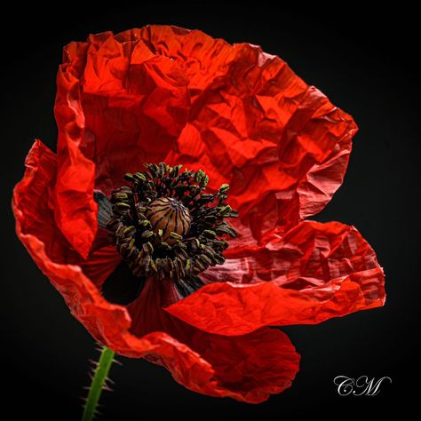 Christel Matern | Poppy . . . . . #nature #macro #flora #flower #poppy #mood #flowerphotography #art #decoration #red #light #blossom #bloom #petal | Instagram Poppy Photo, Flower Poppy, Red Poppy Flower, Nature Macro, Artistic Ideas, Red Poppy, Poppy Flower, Red Light, Red Poppies