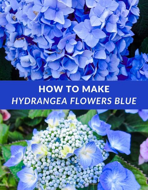 Wonder how your hydrangeas turn from pink to blue, or vice versa? Dive into hydrangea color change, & learn how blue hydrangea flowers depend on soil pH. Unlock the secret to maintain captivating blue hydrangeas with our step-by-step guide. Details include change color of hydrangeas, how to change hydrangea color, how to make hydrangeas blue, how to turn hydrangeas blue, hydrangea color ph, hydrangea soil, soil for hydrangeas, & soil pH for hydrangeas. Hydrangea gardening made easy! Hydrangea Color Change, Hydrangeas Blue, Hydrangea Landscaping, Endless Summer Hydrangea, Blue Hydrangea Flowers, Acid Loving Plants, Hydrangea Care, Hydrangea Colors, Blue Hydrangeas