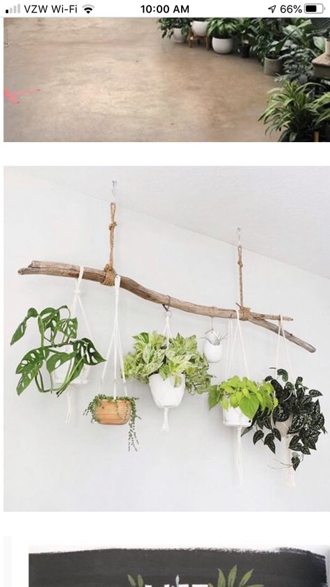 Plants Hanging From Branch, Pothos Hanging From Ceiling, Hanging Branches From Ceiling, How To Hang Plants From Ceiling, Hanging Plants From Ceiling, Plants Hanging From Ceiling, Hang Plants From Ceiling, Hanging Plant Ideas, Plants Ideas