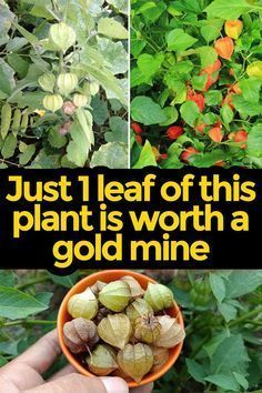 In the world of valuable plants, Canapum Physalis stands out as a remarkable species whose benefits and uses are akin to finding a gold mine in your garden. This article delves into the intriguing world of Canapum Physalis, exploring its unique properties, health benefits, and various applications that make it a must-have in any health-conscious gardener’s plot. Onion Benefits, Spice Garden, Medicinal Herbs Garden, Vegetable Garden Diy, Herbal Plants, Gold Mine, Growing Tips, Herbs For Health, Vegetable Garden Design