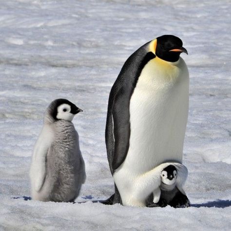 Penguin Pictures, Emperor Penguin, Penguin Love, Baby Penguins, Cute Animals Images, Sound Card, Cute Wild Animals, Cute Penguins, Cute Animal Photos