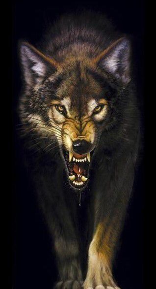 Wolf snarl Wolf Growling, Wolf Walking, Lup Singuratic, Snarling Wolf, Angry Wolf, Wolf Poster, Queens Wallpaper, Wolf Images, Wolf Artwork