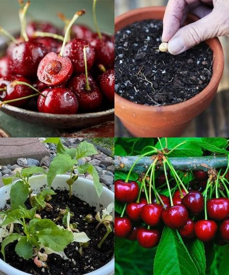 DIY home & garden decoration �� | How To Grow Cherry Trees From Seed | Facebook Cherry Tree From Seed, Growing Cherry Trees, How To Grow Cherries, Cherry Seeds, Diy Home Garden, Fresh Cherry, Small Pots, Cherry Trees, Fresh Cherries