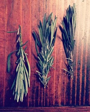 Lavender Leaf Uses, Lavender Leaves Recipes, Lavender Leaves Uses, Lemon Shortbread, Lavender Leaves, Lavender Recipes, Preserving Herbs, Lavender Syrup, Garden Herbs