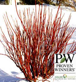 Arctic Fire Dogwood I wish I lived North in the winter when I see this color. Dogwood Shrub, Red Osier Dogwood, Red Dogwood, Red Twig Dogwood, Twig Dogwood, Plant Catalogs, White Plants, Garden Shrubs, Flowering Shrubs