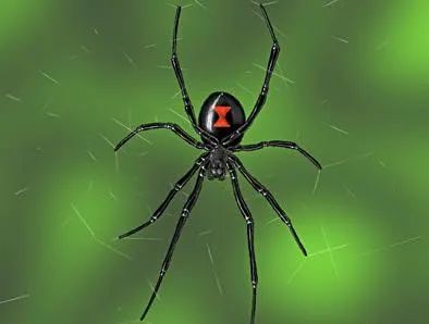 Male Black Widow, Spider Reference, Brazilian Wandering Spider, Fear Of Everything, Fear Of Spiders, Hobo Spider, Redback Spider, Spider Spray, Dangerous Spiders