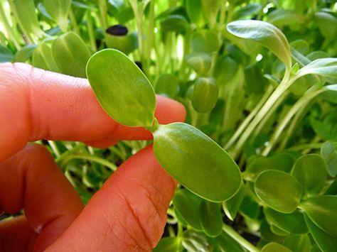 sunflower-sprouts-how-to-grow Sunflower Sprouts, Sustainability Design, Housing Interior, Growing Sunflowers, Bone Structure, Grow Vegetables, Farm Food, Brain Cells, Wild Edibles