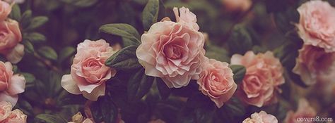 Rose Cover Photo, Vintage Facebook Cover, Facebook Cover Photos Flowers, Facebook Cover Photos Inspirational, Twitter Cover Photo, Facebook Background, Aesthetic Rose, Photos For Facebook, Cover Pics For Facebook